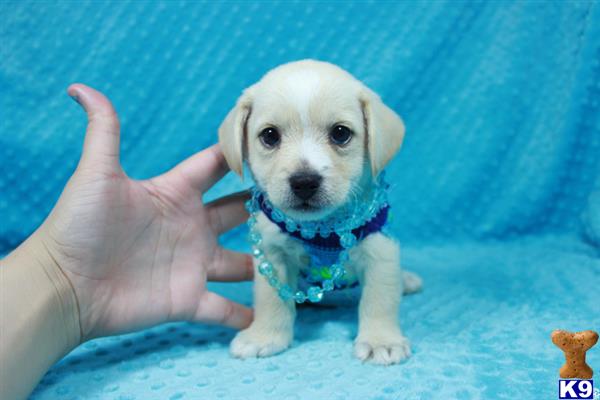 lvpuppyheaven Picture 3